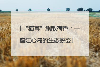 “猫耳”飘散荷香：一座江心岛的生态蜕变