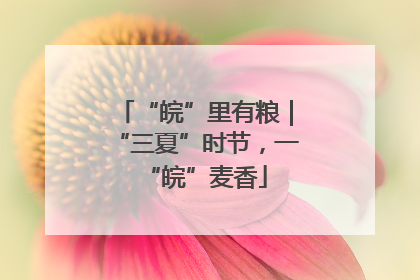 “皖”里有粮｜“三夏”时节，一“皖”麦香