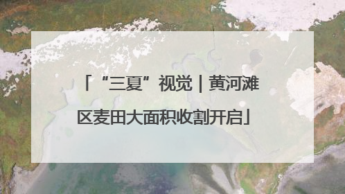 “三夏”视觉｜黄河滩区麦田大面积收割开启