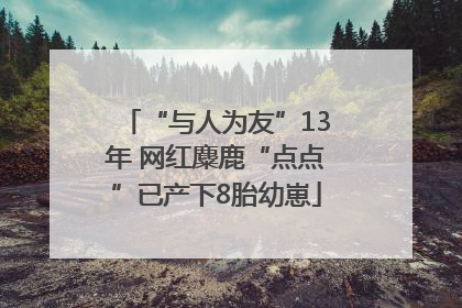 “与人为友”13年 网红麋鹿“点点”已产下8胎幼崽