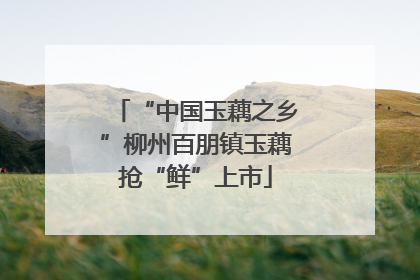 “中国玉藕之乡”柳州百朋镇玉藕抢“鲜”上市