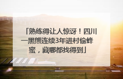 熟练得让人惊讶！四川一黑熊连续3年进村偷蜂蜜，藏哪都找得到