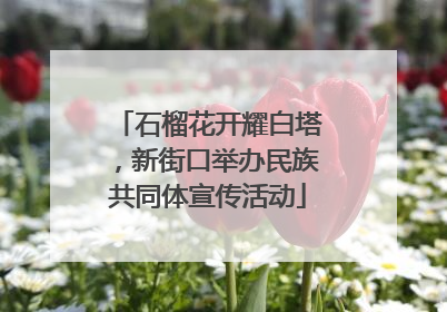 石榴花开耀白塔，新街口举办民族共同体宣传活动