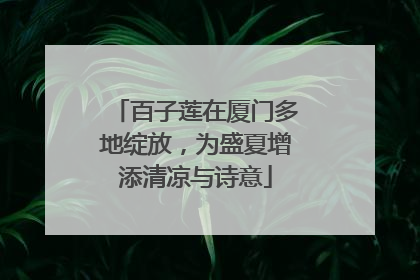 百子莲在厦门多地绽放，为盛夏增添清凉与诗意