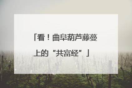 看！曲阜葫芦藤蔓上的“共富经”
