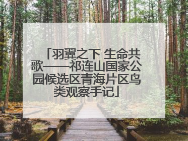 羽翼之下 生命共歌——祁连山国家公园候选区青海片区鸟类观察手记