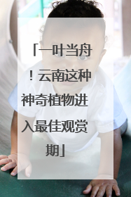 一叶当舟！云南这种神奇植物进入最佳观赏期