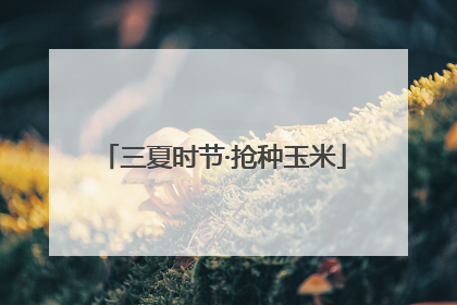 三夏时节·抢种玉米