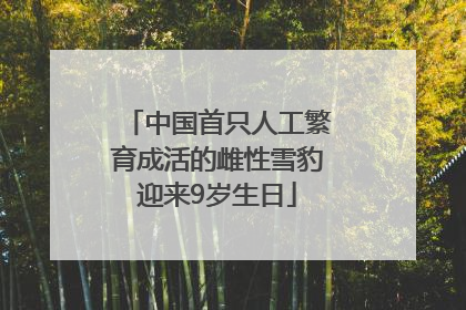 中国首只人工繁育成活的雌性雪豹迎来9岁生日