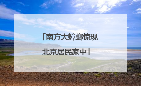 南方大蟑螂惊现北京居民家中