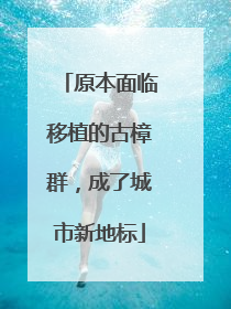 原本面临移植的古樟群，成了城市新地标