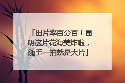 出片率百分百！昆明这片花海美炸啦，随手一拍就是大片