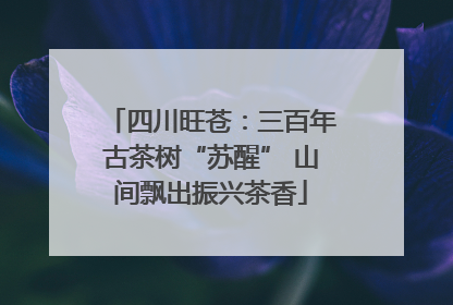 四川旺苍：三百年古茶树“苏醒” 山间飘出振兴茶香