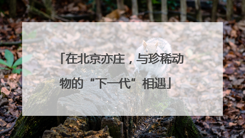 在北京亦庄，与珍稀动物的“下一代”相遇