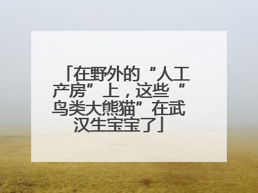 在野外的“人工产房”上，这些“鸟类大熊猫”在武汉生宝宝了