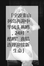 宁波韭山列岛再迎中华凤头燕鸥，24对“酷鸥”喜结连理迎接新生命