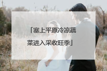 塞上平原冷凉蔬菜进入采收旺季