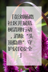 彭刘杨路社区开展危树清理行动，消除“头顶隐患”守护居民安全