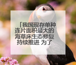 我国现存单种连片面积最大的海草床生态修复持续推进 为了“海底草原”更繁茂