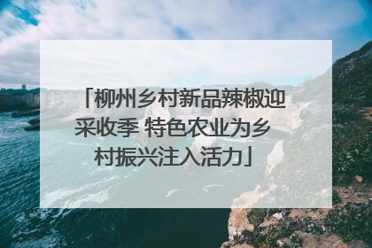 柳州乡村新品辣椒迎采收季 特色农业为乡村振兴注入活力