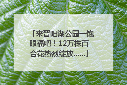来晋阳湖公园一饱眼福吧！12万株百合花热烈绽放……