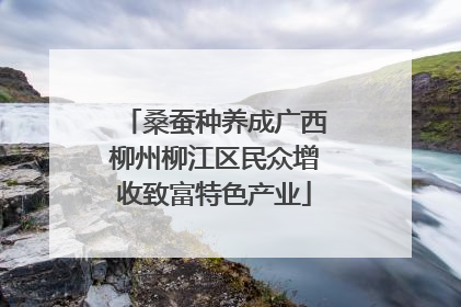 桑蚕种养成广西柳州柳江区民众增收致富特色产业