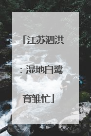 江苏泗洪：湿地白鹭育雏忙
