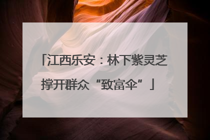江西乐安：林下紫灵芝撑开群众“致富伞”