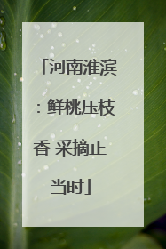 河南淮滨：鲜桃压枝香 采摘正当时