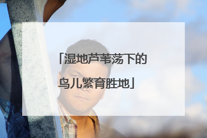 湿地芦苇荡下的鸟儿繁育胜地