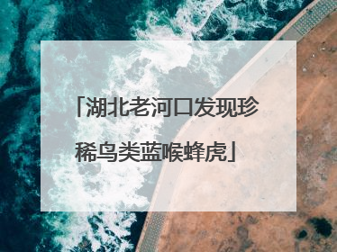 湖北老河口发现珍稀鸟类蓝喉蜂虎