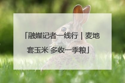 融媒记者一线行｜麦地套玉米 多收一季粮
