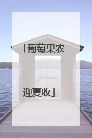 葡萄果农迎夏收