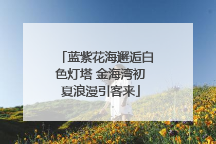 蓝紫花海邂逅白色灯塔 金海湾初夏浪漫引客来