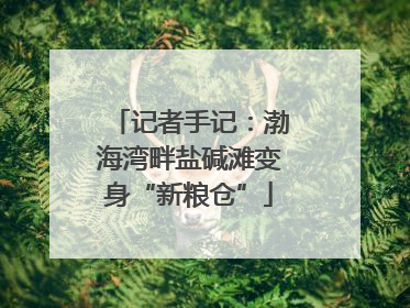记者手记：渤海湾畔盐碱滩变身“新粮仓”