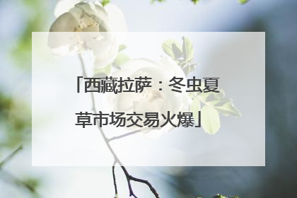西藏拉萨：冬虫夏草市场交易火爆