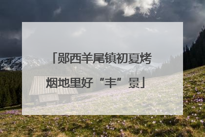 郧西羊尾镇初夏烤烟地里好“丰”景