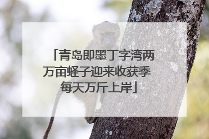 青岛即墨丁字湾两万亩蛏子迎来收获季 每天万斤上岸