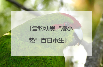 雪豹幼崽“凌小蛰”百日重生
