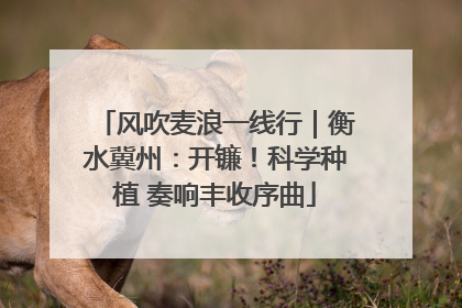 风吹麦浪一线行｜衡水冀州：开镰！科学种植 奏响丰收序曲