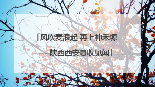 风吹麦浪起 再上神禾塬——陕西西安夏收见闻