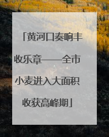黄河口奏响丰收乐章——全市小麦进入大面积收获高峰期