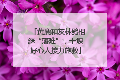 黄麂和灰林鸮相继“落难”，十堰好心人接力施救