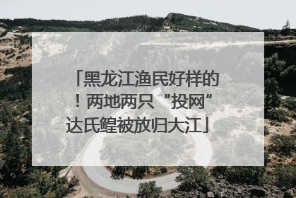 黑龙江渔民好样的！两地两只“投网”达氏鳇被放归大江