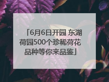 6月6日开园 东湖荷园500个珍稀荷花品种等你来品鉴